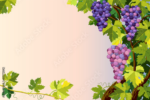 Grapes bunches.