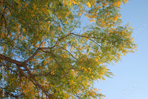 ACACIA. TIPUANA 