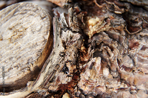 old pine tree texture