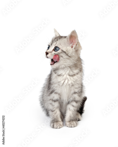 Gray kitten licks lips