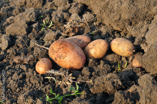 Tubers of potato