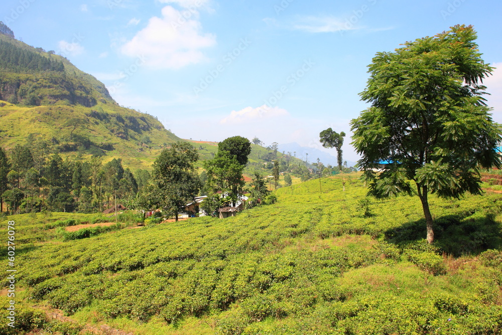 Ceylon tea plantation in Sri Lanka