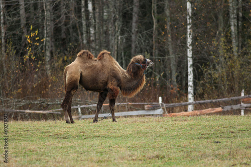 camel in a pasture