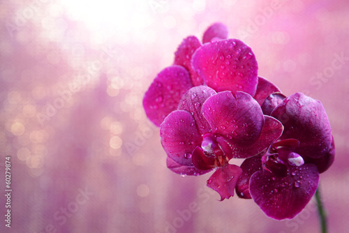 Fototapeta Naklejka Na Ścianę i Meble -  Beautiful blooming orchid  on light color background