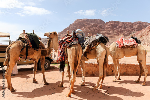 ワディラム砂漠のラクダ © officek