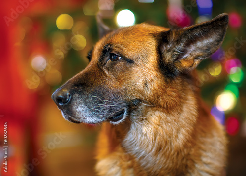 Fototapeta Naklejka Na Ścianę i Meble -  german shepherd