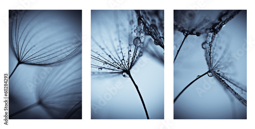 Abstract dandelion flower background, . Big dandelion