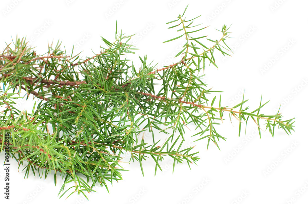 juniper