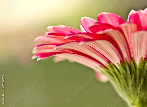 Macro photo of gerbera flower with water drop 