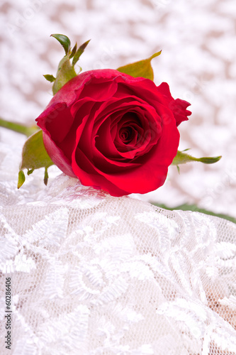 one red rose on withe lace