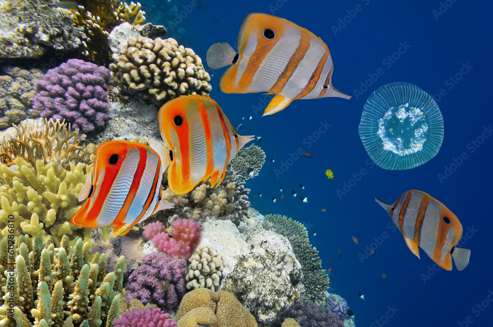 Fototapeta premium Shoal of fish and jellyfish