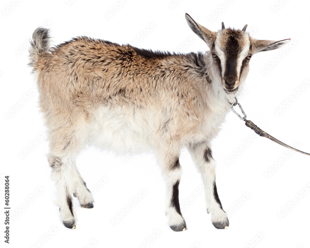 Obraz premium Capra aegagrus hircus, Goat.