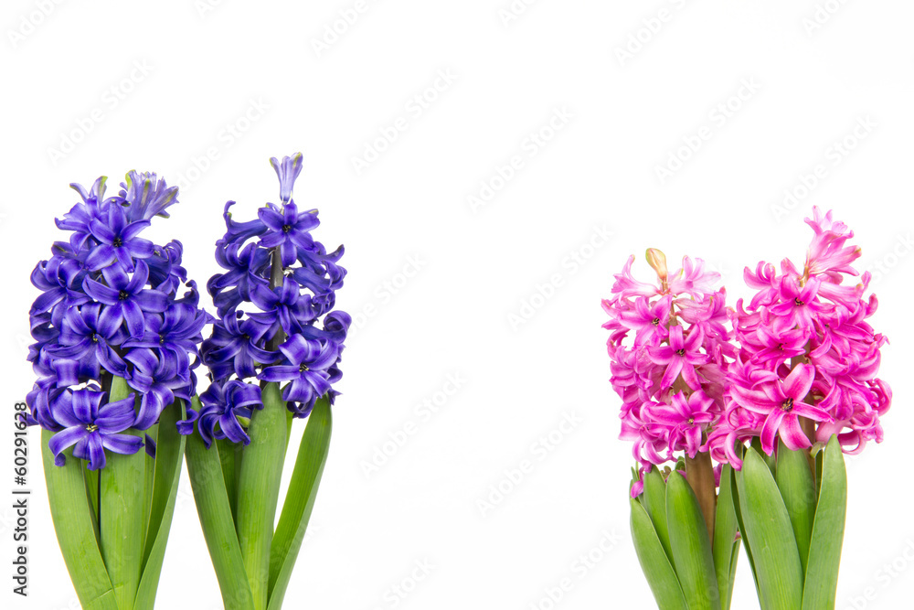 Bunte Hyazinthen 2 Bunte Hyazinthen 2