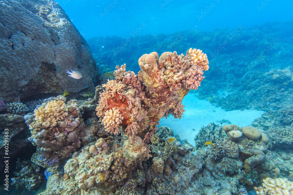 Marine Life in the Red Sea Marine Life in the Red Sea