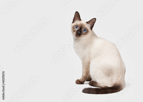 Thai cat on white background © dionoanomalia