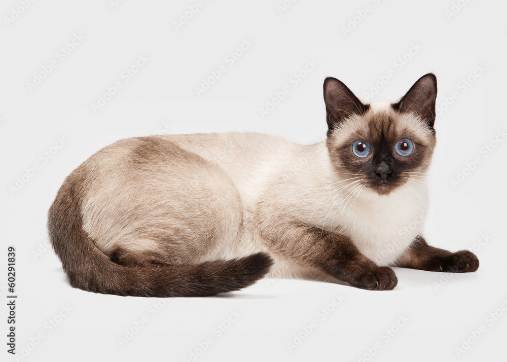 Thai cat on white background
