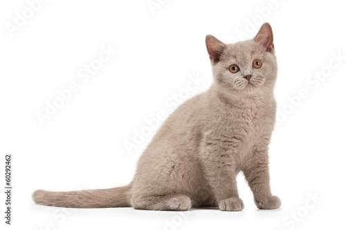 small lilac british kitten on white background