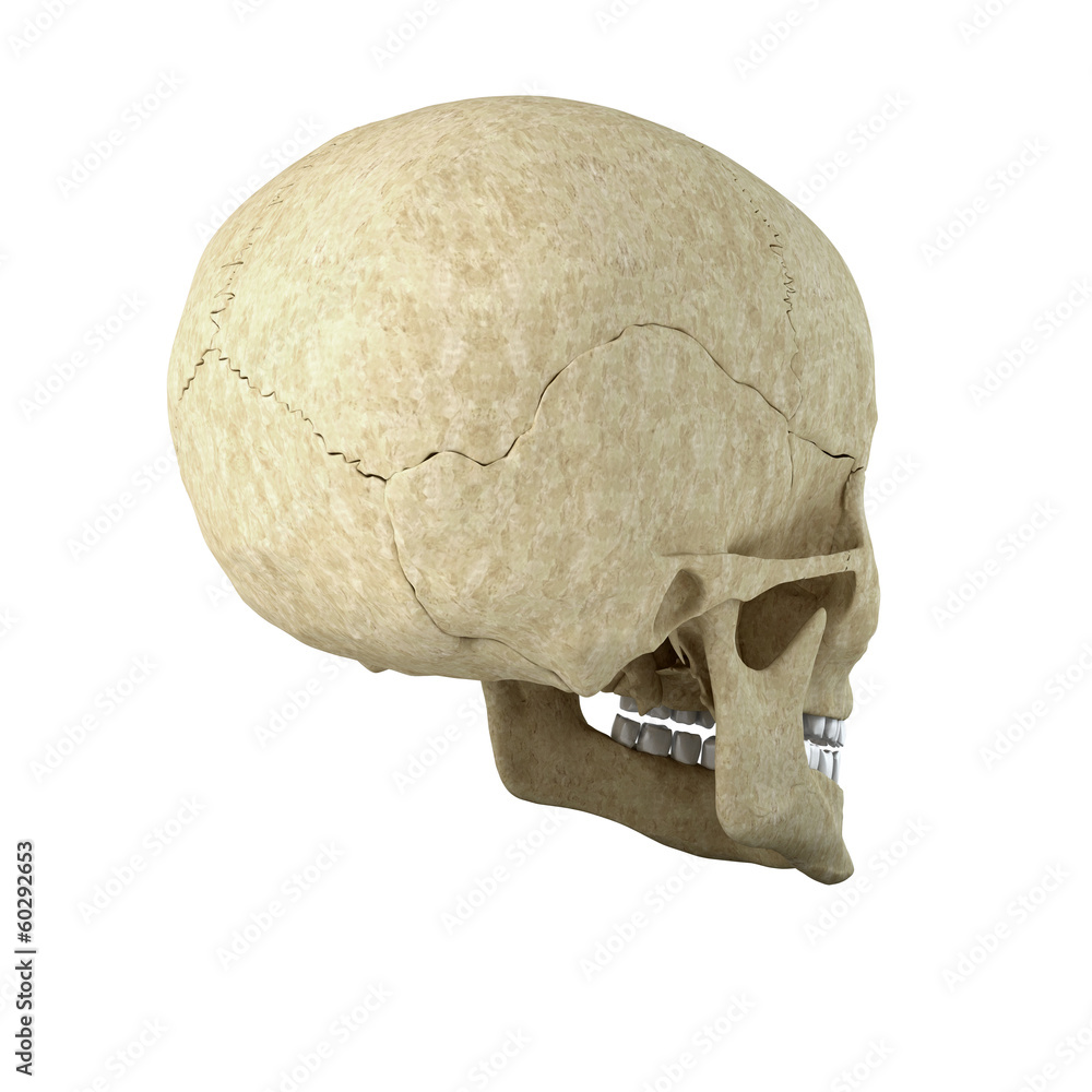 Single skull isolated on white background Single skull isolated on white background