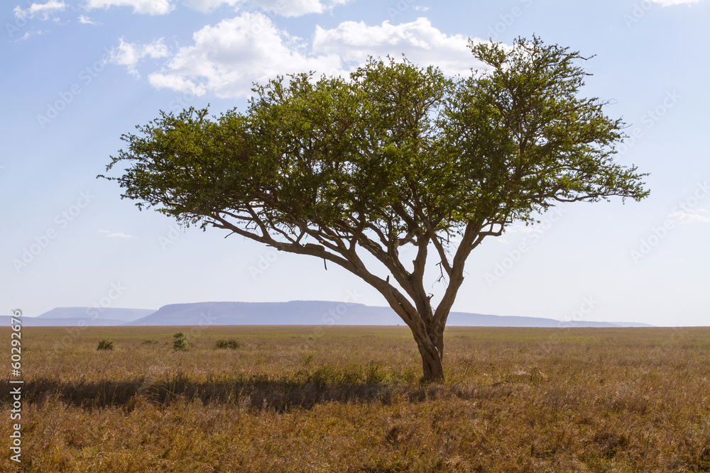Leopard rests in a tree Leopard rests in a tree