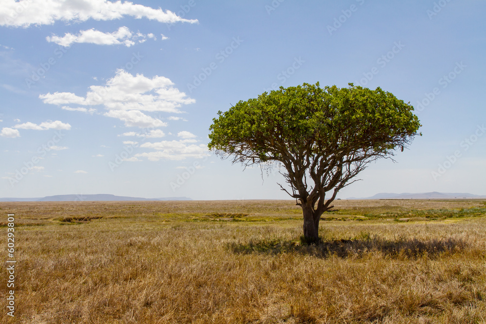 Tree in Serengeti Tree in Serengeti