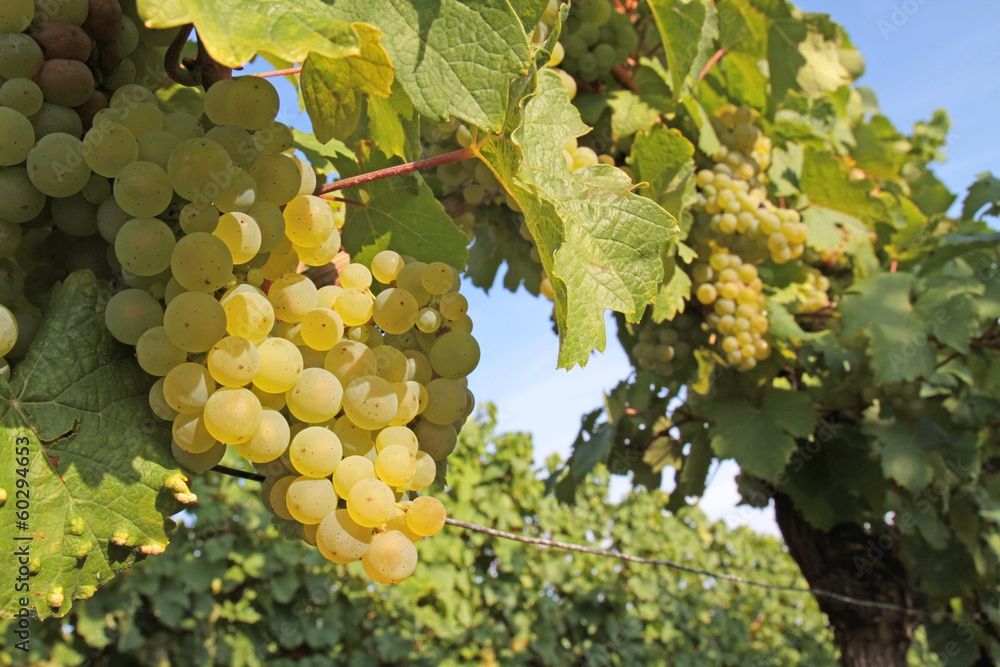 Fototapeta premium Weintrauben