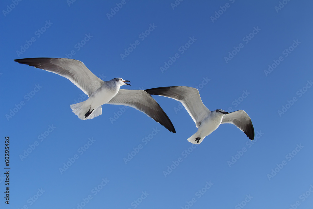 Obraz premium Zwei Möven, Möwenplausch, Florida