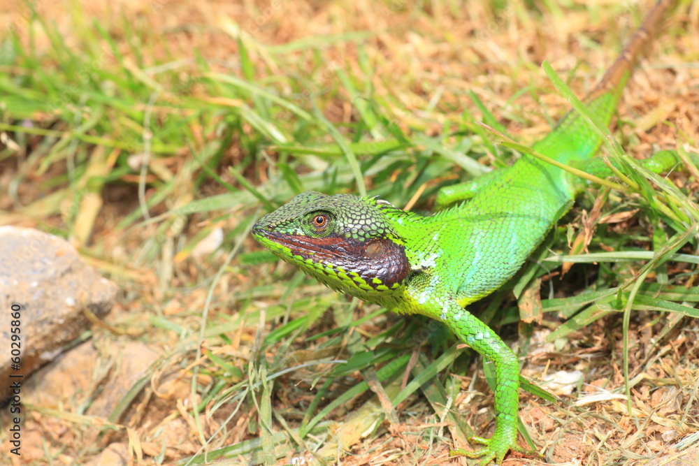 Black lipped Lizard in Sri Lanka Black lipped Lizard in Sri Lanka