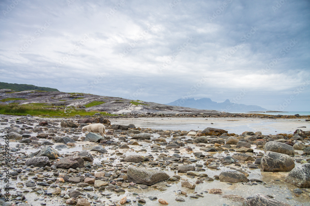 Sheep exploring the rocks during a lowtide in Northern Norway