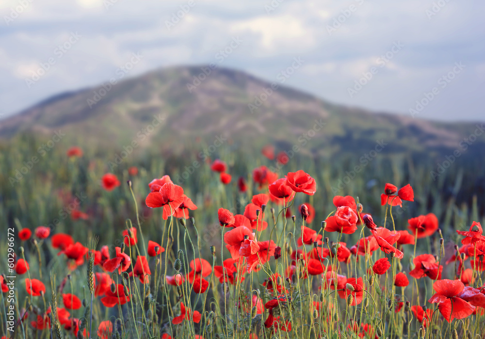 red poppies in mountains