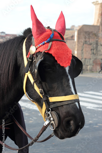 black horse with red hat