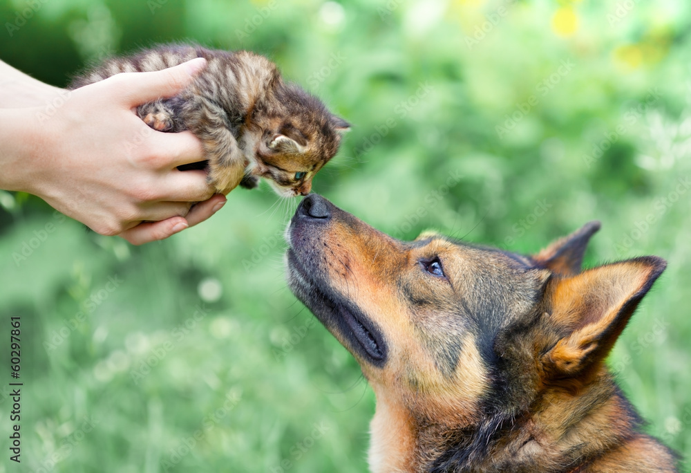 Naklejka premium A big dog and a little kitten in female hands sniffing each othe
