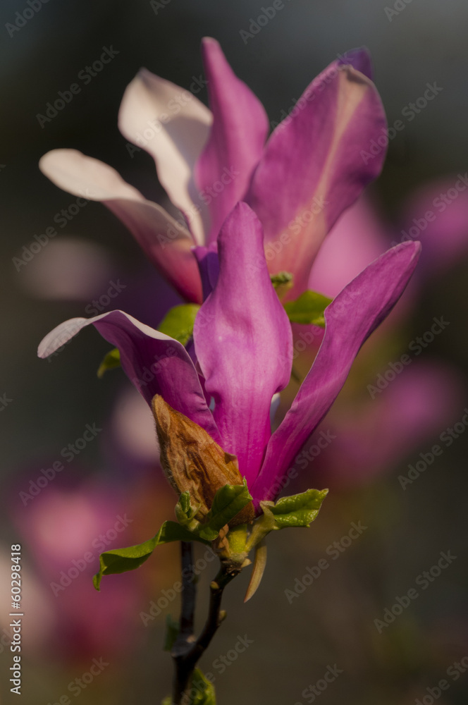 magnolia flowers on clear blue sky magnolia flowers on clear blue sky
