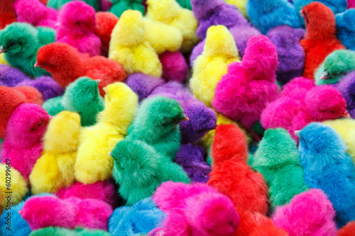 Color chicken