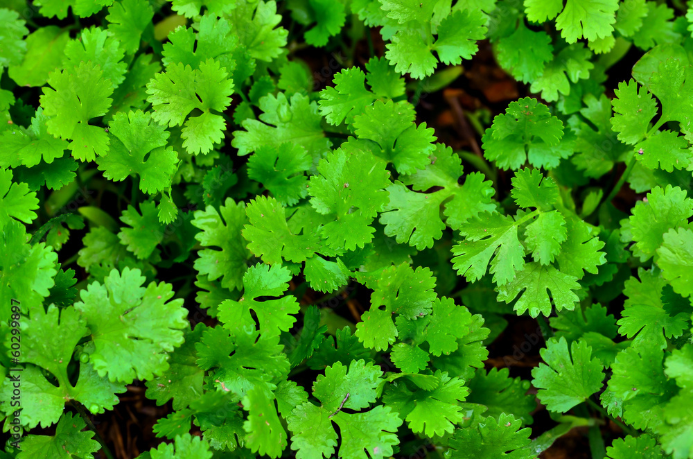 Coriander growing on farm Coriander growing on farm