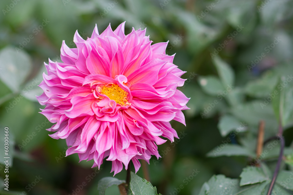 Obraz premium flower