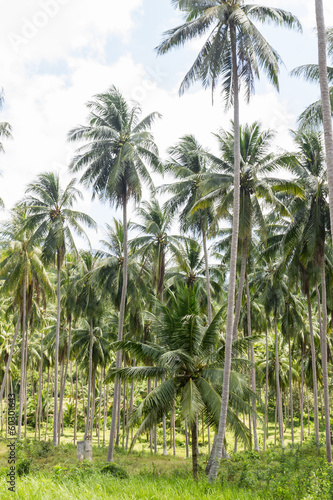 Coconut palm trees © Singha songsak