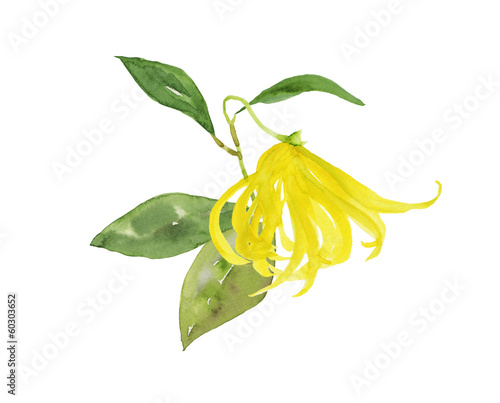 イランイランの花と葉 Stock イラスト Adobe Stock