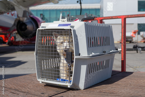 Hund im Käfig wartet auf Abflug