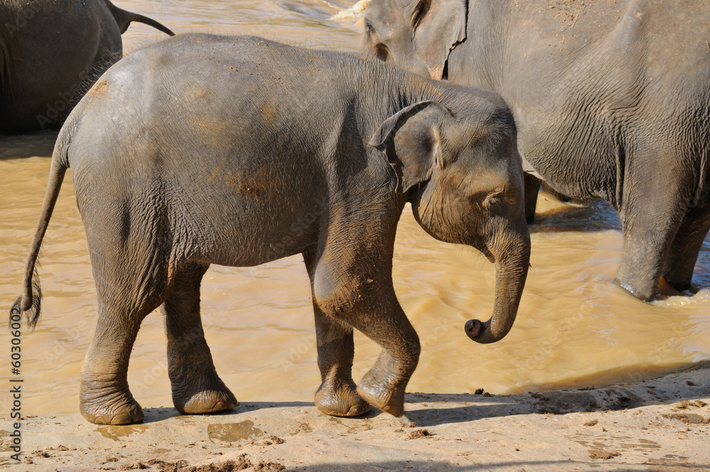 Fototapeta premium elephant calf in the wild