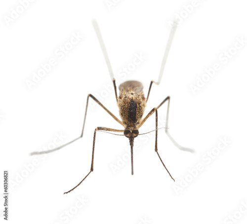 Mosquito portrait