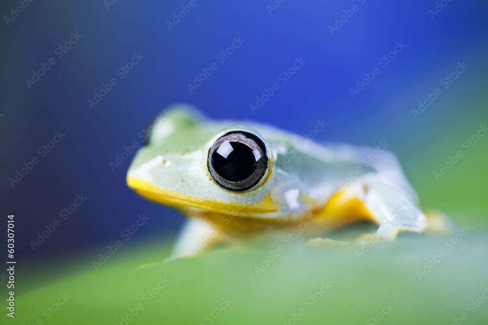 Fototapeta premium Flying Frog in the jungle