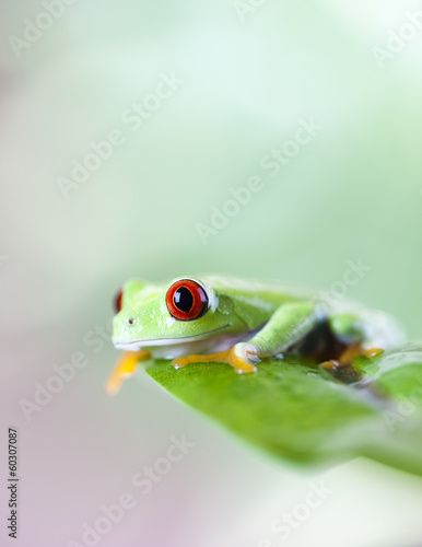 Red eyed frog green tree 