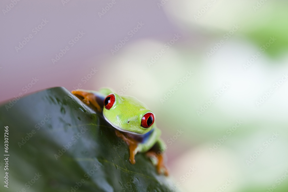 Obraz premium Red eye tree frog