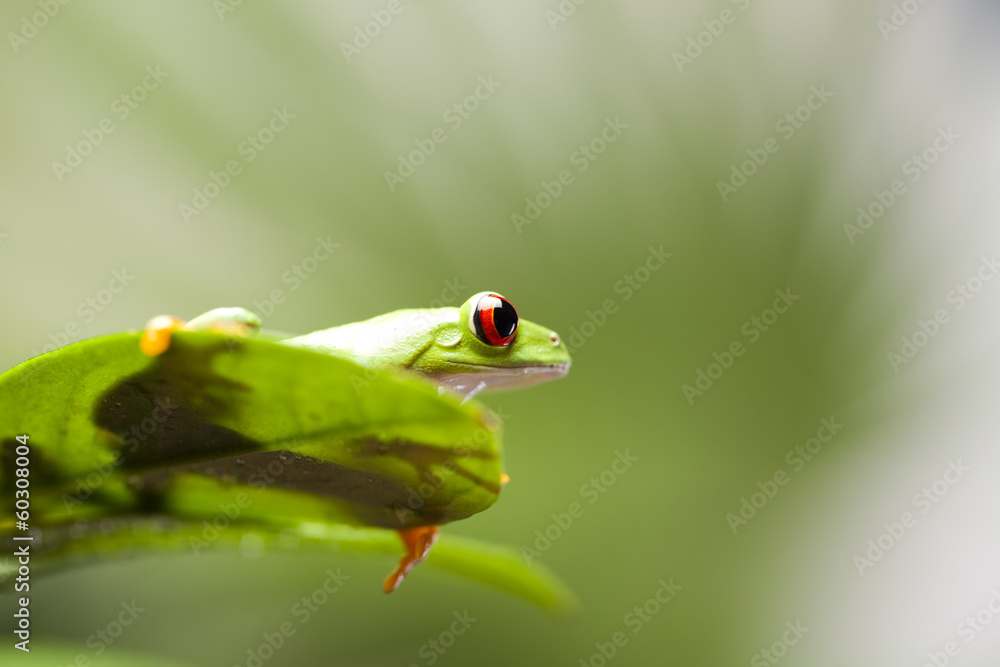 Fototapeta premium Frog 
