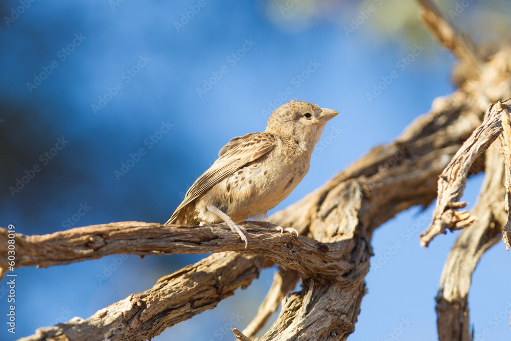 Young Cape Sparrow (Passer melanurus) Young Cape Sparrow (Passer melanurus)