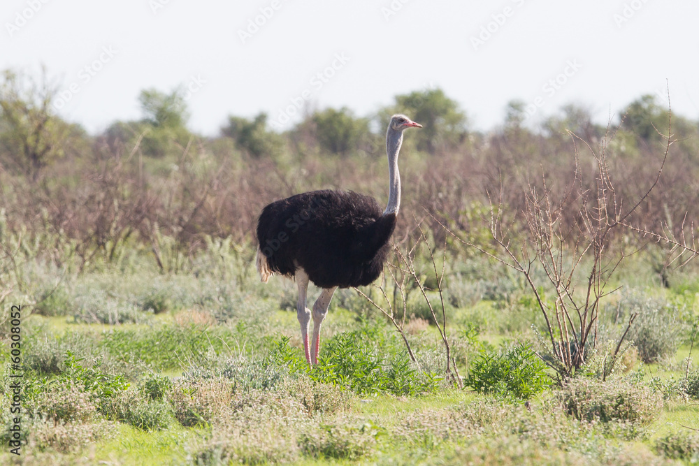 Naklejka premium Female ostrich walking in Etosha national park