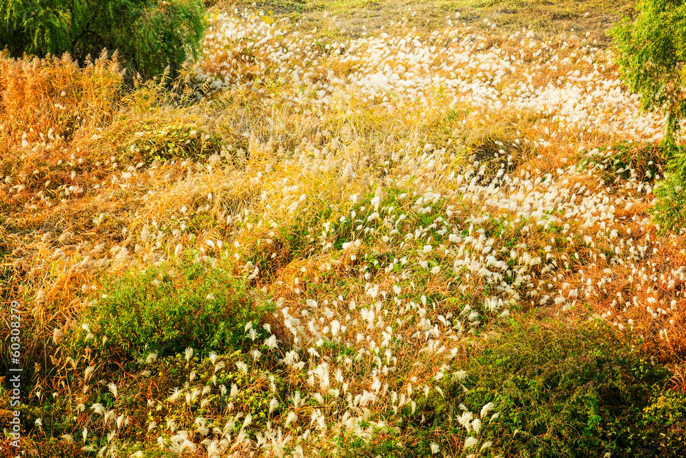 Wildgrass on mountain Wildgrass on mountain