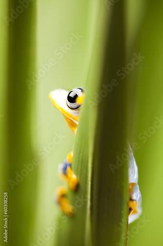 Fototapeta Naklejka Na Ścianę i Meble -   Frog on the leaf 