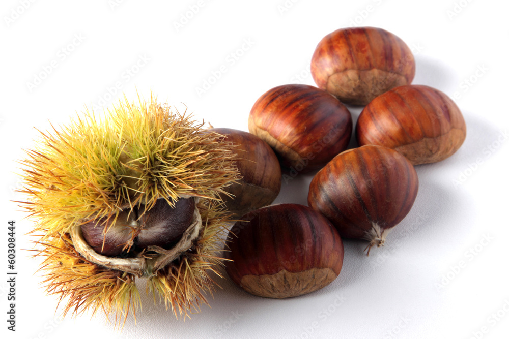 Chestnut Chestnut