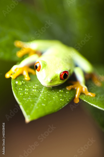 Green tree frog